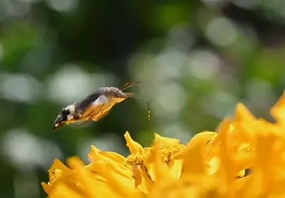 Vibrant Macro: Hummingbird Hawk-Moth Sips Nectar from Zinnia