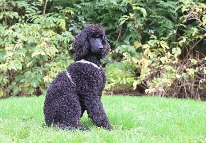 Majestic Black Poodle Aglaé: A Royal Puppy in Nature
