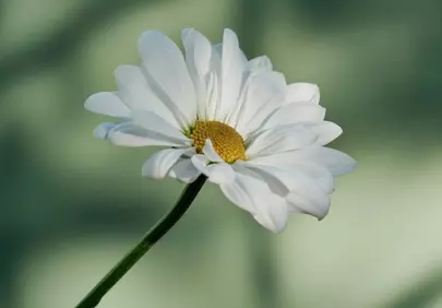 Stunning Daisy Blossom: Serene White Petals in Macro Focus