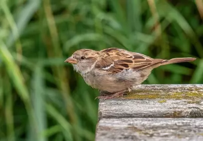 Charming Garden Sparrow Perched on Wood with Green Background