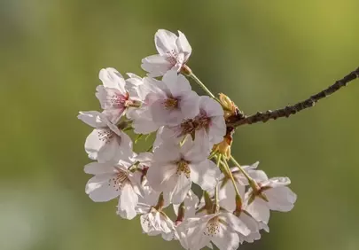 Exquisite Pink Cherry Blossoms: A Vision of Spring's Delicate Beauty