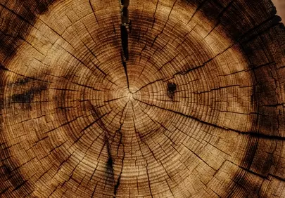 Timeless Beauty: Intricate Wood Grain Texture