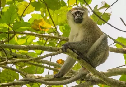 Enchanting Green Monkey in Uganda's Lush Wilderness