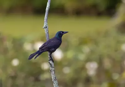 Stunning Grackle Perched: Nature's Elegance in HD