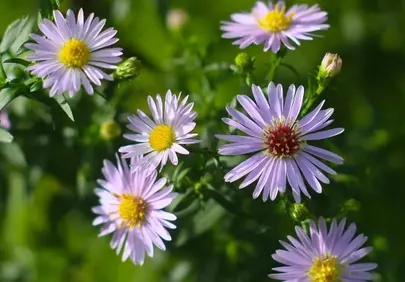 Vibrant Autumn Aster Blooms in Sunny Garden