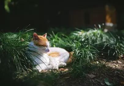 Serene Feline: A Tranquil Cat Resting in Golden Sunlight