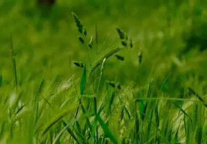 Vibrant Spring Grass: Lush Green Meadow Awakens
