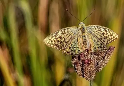 Stunning Fritillary Butterfly on Meadow Plant in Golden Sunlight