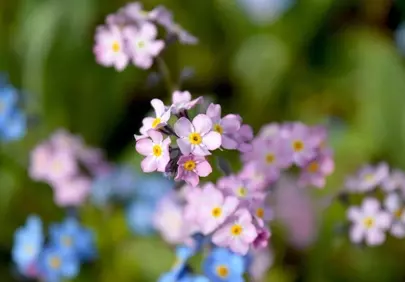 Vibrant Forget-Me-Nots: A Symphony of Spring Colors