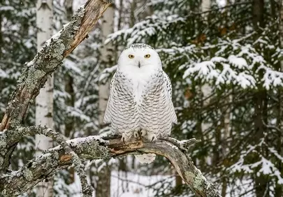 Majestic Snowy Owl: Winter's Regal Hunter in a Frozen Forest