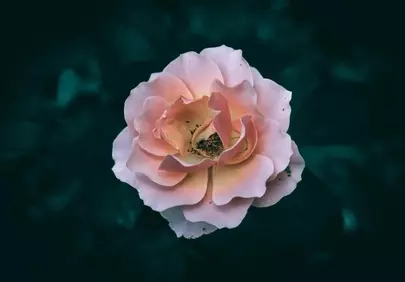 Stunning Pink Rose Bloom on Dark Background