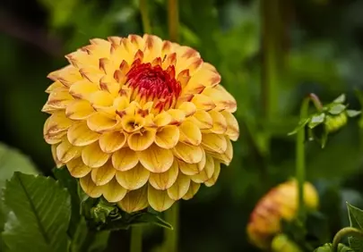 Vibrant Yellow Dahlia: A Close-up of Nature's Renewal