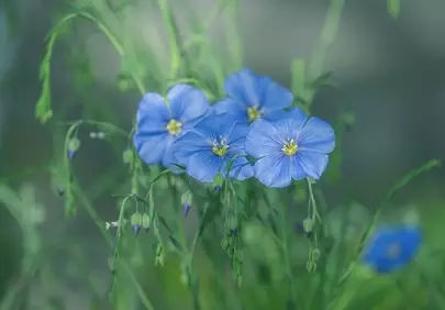 Enchanting Blue Flax: Delicate Blooms in Spring Garden
