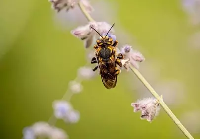 Vibrant Macro: Busy Bee Pollinating Wildflower