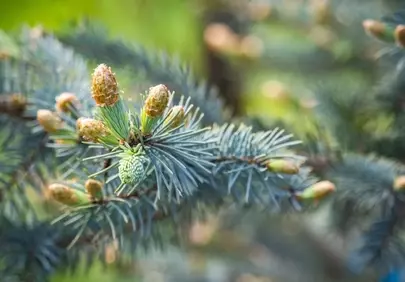 Vibrant Spring: Pine Cones on Fresh Conifer Branch Wallpaper