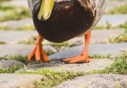 Vibrant Mallard Striding: A Glimpse of Wild Serenity