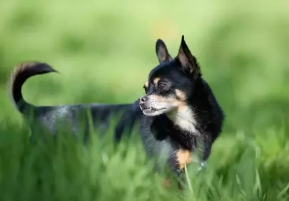 Alert Chihuahua: Small Dog, Big Personality, Guarding Nature