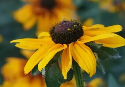 Vibrant Yellow Rudbeckia Close-up: Summer's Floral Radiance