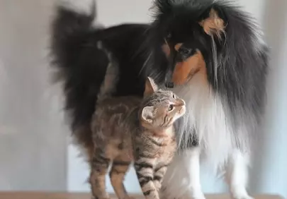 Charming Companions: A Kitten and Shetland Sheepdog's Tender Moment
