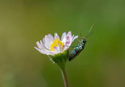 Vibrant Beetle Adorning a Delicate Wildflower in Macro