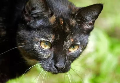 Enchanting Gaze: Close-up of a Mysterious Tortoiseshell Cat