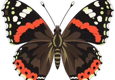 Vibrant Red Admiral: Symmetrical Beauty in Flight