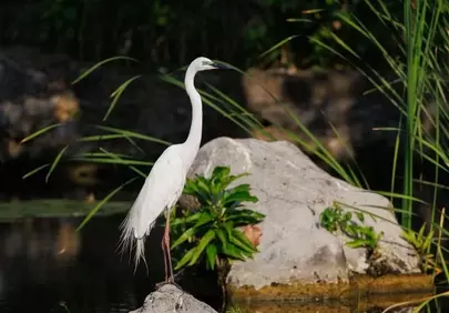 Serene White Heron: Majestic Water Bird in Tropical Nature