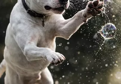 Joyful Bull Terrier Leaping for Bubbles in Water Splash