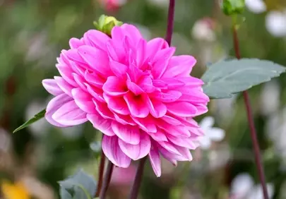 Vibrant Pink Dahlia: Nature's Decorative Spring Beauty