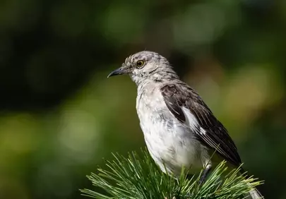 Stunning Mockingbird Perched: Nature's Intricate Beauty