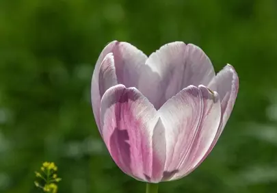 Vibrant Pink Tulip Bloom: Nature's Pastel Masterpiece