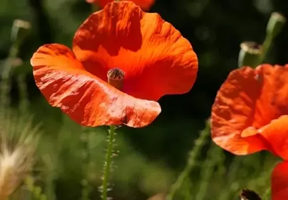 Vibrant Red Poppies: Summer's Fiery Bloom in Nature's Embrace