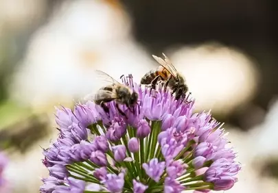 Vibrant Spring: Bees Pollinating Purple Allium Blooms