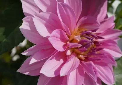 Vibrant Pink Dahlia: A Detailed Floral Bloom in Nature