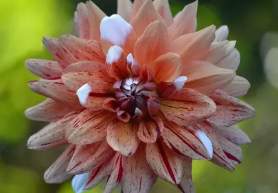 Stunning Speckled Dahlia: A Summer Garden Masterpiece