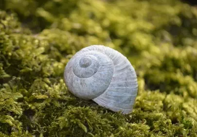 Enchanting Snail Shell: A Macro Journey into Nature's Spiral