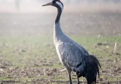 Majestic Crane in Serene Morning Mist
