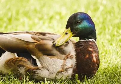 Vibrant Mallard Drake: Serene Spring Grassland Portrait