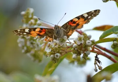 Vibrant Painted Lady Butterfly Foraging on Spring Blooms