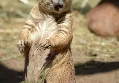 Charming Prairie Dog: Adorable Wildlife Pose in Summer