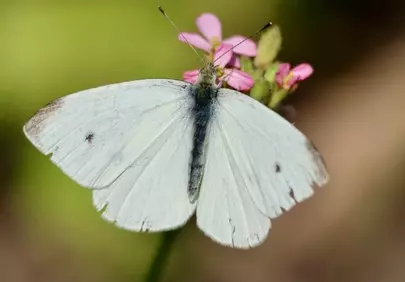 Stunning Cabbage White Butterfly on Pink Blossom
