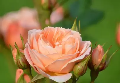 Stunning Peach Roses: Blooming Elegance in Nature's Garden