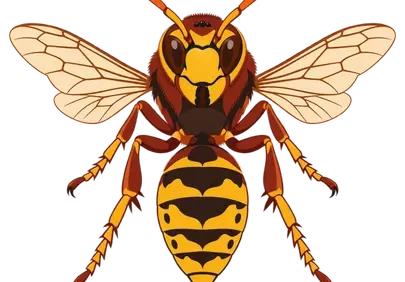 Striking Hornet Illustration: Nature's Intricate Danger