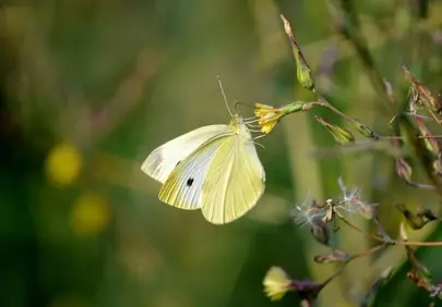 Delicate White Butterfly: Nectar Foraging in Nature