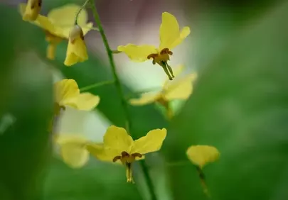 Vibrant Yellow Epimedium: Delicate Spring Blossom