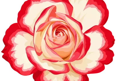 Stunning Bicolor Rose: A Romantic Floral Masterpiece