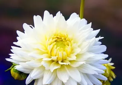 Stunning White Dahlia: A Macro Bloom in Full Splendor