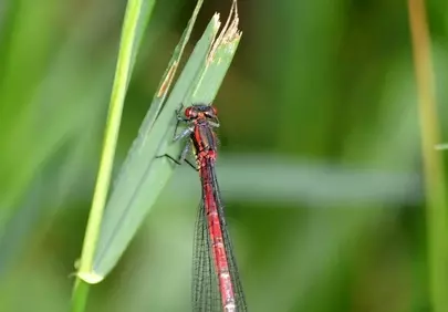 Vibrant Red Damselfly Clinging to a Blade of Grass
