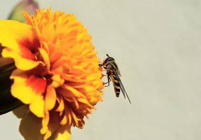 Vibrant Hoverfly Nectaring on Marigold Blossom