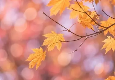Vibrant Autumn Glory: Golden Maple Leaves Bokeh